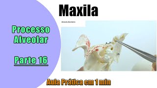 Maxila e o Processo Alveolar  Aula 16 Prática  Anatomia  Anatomia Humana [upl. by Sivet]