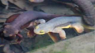 Mating Newts [upl. by Cindie]