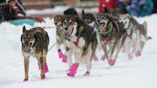 Iditarod 2018 begins with a celebration in Anchorage [upl. by Annairt694]