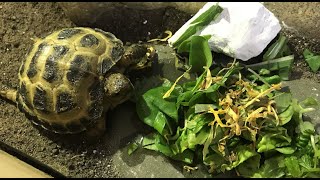 What Pebble the Horsefield tortoise eats in a day 🐢 [upl. by Eirroc]