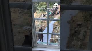 Bear takes 2legged stroll up to CA home [upl. by Atsirt]