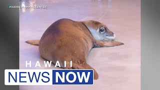 NOAA Monk seal was intentionally killed on West Oahu beach [upl. by Fairbanks895]