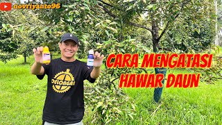 CARA MENGATASI HAWAR DAUN  musangking bawor kebundurianmusangking durian [upl. by Gean]