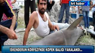 İSKENDERUN KÖRFEZİNDE KÖPEK BALIĞI YAKALANDI [upl. by Jennie]