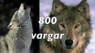 Varg 4 KRAV OCH ÅTGÄRDER [upl. by Junno]