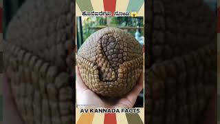 Armadillo Animal Fact Video  kannada facts karnataka amezing youtubeshorts trendingshorts [upl. by Gonzales]