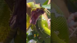 Spitting cobra পৃথিবীর সবচেয়ে ভয়ানক সাপের মধ্যে একটি 😱  Mr Sujay [upl. by Esidnak]