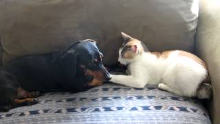 Cute dog and cat kissing [upl. by Liva]