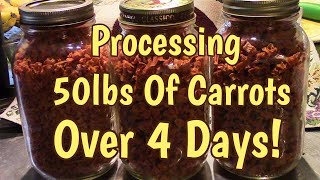 Processing 50lbs Of Carrots Over 4 Days [upl. by Ylsel]