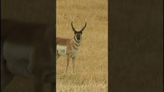 Pronghorn buck wildlife nature [upl. by Lyudmila]