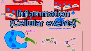 Pathology 6 Inflammation 2 cellular events Caabuqa iyo unugyada difaaca jidhka [upl. by Eleanore]