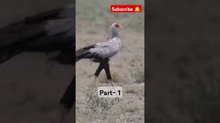 Snake Eater Secratary bird birdslover shortsfeed viralvideo shorts feed new trend trending [upl. by Karlis893]