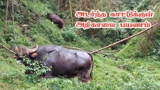 Wild Animals Crossing in Topslip to Sethumadai Route  Topslip Resort Details  Jolly Trip [upl. by Celina]