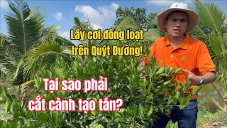 Cách lấy cơi đồng loạt trên quýt đường  Cắt cành tỉa tán cho cây có múi để làm gì BMFE CORP [upl. by Corvese]