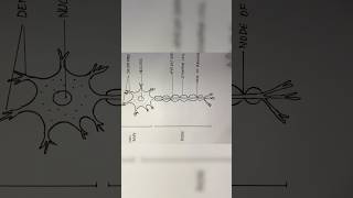 Neuron diagram  how to draw neuron  shorts [upl. by Aramac857]