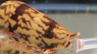 Killer Cone Snails [upl. by Aleakcim]