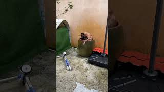 The water tank was cracked by it 😂😂 linguo oldboy englishversion dog pug petlovers tikdog [upl. by Oribella]