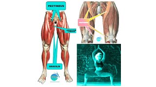 PECTINEUS GRACILIS ADDUCTOR LONGUS SARTORIUS functions stretching STRENGTHENING  FITANDYOU [upl. by Kirtap]