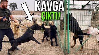 CANE CORSO EJDER MEYDANA ÇIKINCA KÖPEKLER ÇILDIRDI [upl. by Reiser]