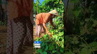 Cut sweet potato shoots and plantboykingtv satisfying pepperharvest farming shortsvideo [upl. by Asselam207]