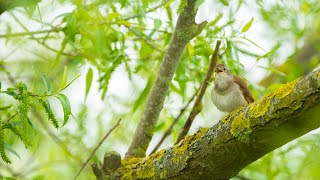 Dawn Chorus Live — birdsong amp commentary from across the UK [upl. by Mukund]