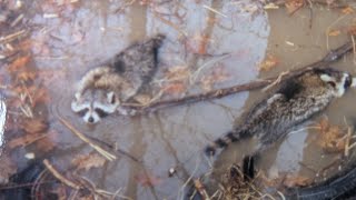 A Deadly set for Raccoon Mink and Otterbillingsleybrandlures trapper [upl. by Fae]