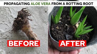 How To Propagate Aloe Vera From A Rotting Root and Stem Stump [upl. by Esalb321]