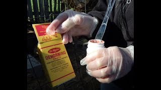 Applying Dehorning Paste On A New Calf [upl. by Alida]