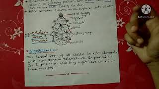 Larval forms of Echinodermata notes  Bsc [upl. by Idnak873]