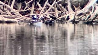 Hooded Merganser group of 3 2 at Lake Townsend on 102724 [upl. by James]