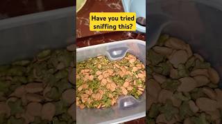 Odd ASMR 4 Do you sniff this kind of food asmrfood asmrsounds asmreating satisfyingasmr [upl. by Haliled659]