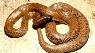 10 Most Venomous Snakes [upl. by Aguste]