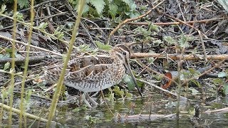 Bird Facts The Common Snipes Feeding Technique [upl. by Analle206]