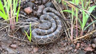 Saw Scaled Viper  Echis carinatus [upl. by Jared]