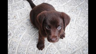 😀Lustige amp Süße Labrador Welpen😀 dog dogs funny puppies [upl. by Airdni]