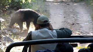 SLOTH BEAR CROSSING THE ROAD WITHOUT DISTURBING IN RANTHAMBHORE NATIONAL PARK [upl. by Woodberry]