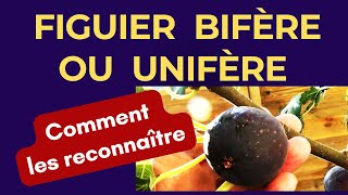 Figuiers unifères ou bifères  quelle est la différence  Les premiers signes [upl. by Atnuahsal]