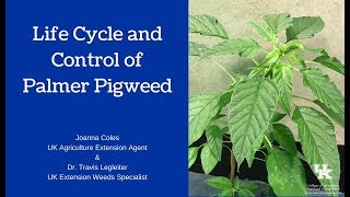 Palmer Pigweed Amaranthus palmeri Lifecycle amp Control [upl. by Aicekal]