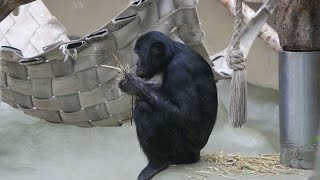 Bonobos  Kölner Zoo [upl. by Hnahc141]