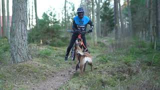 Bikejoring Training On Swedish Trails With My Belgian Malinois [upl. by Gotthelf362]