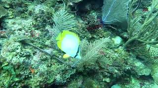 Pair of Spot Butterfly Fish pair butterfly fish donateforadream cayman nomusic scubadiving [upl. by Fayola600]