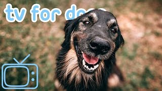 TV for Dogs 8 HOURS of Fun Entertainment for Bored Dogs  Music NEW [upl. by Birchard]