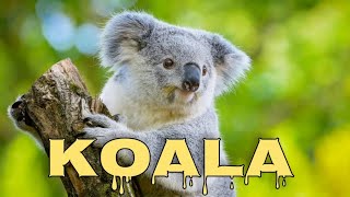 Koala sound koala crying [upl. by Ahsirtal173]