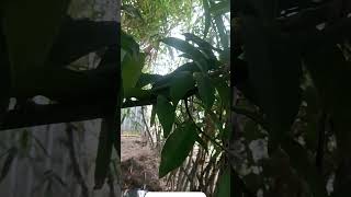 What is this plant tamil kadhalvaithukathirunthen musicgenre [upl. by Eimiaj]