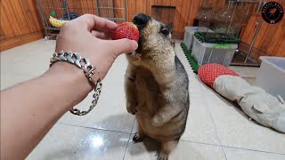 I gave Marmot a strawberry [upl. by Farman]