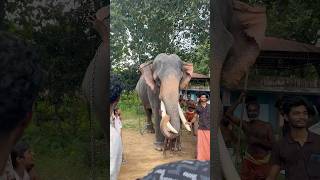 മണികണ്ഠൻ ഓമല്ലൂർ shortsfeed elephant viralvideo trending manikandan omalur short [upl. by Susejedairam]