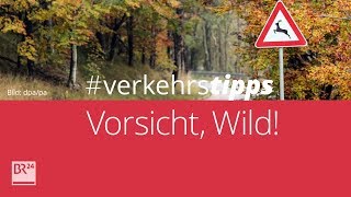 Achtung Wild So vermeiden Sie einen Unfall verkehrstipps  BR24 [upl. by Ubald]