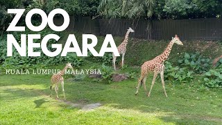 🇲🇾 Walking Around Zoo Negara Kuala Lumpur 2021 [upl. by Auqkinahs]