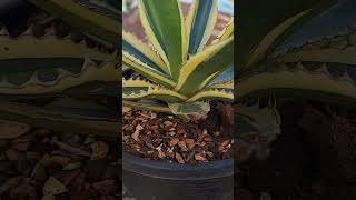 agave plant and growth careagavesucculentplantshorts [upl. by Anirat]