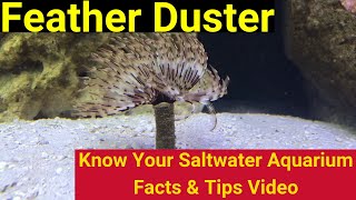 Feather Duster Know Your Saltwater Aquarium Facts amp Tips [upl. by Etnud961]